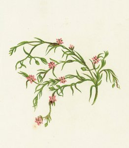 Havspurrey Sandwort, Arenaria Marina af English School
